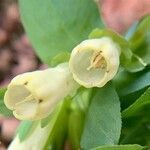 Cerinthe palaestina flower picture by Rina Jeger (cc-by-sa)