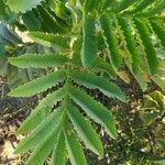 Melianthus major leaf picture by tomas navazo (cc-by-sa)