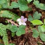 Oxalis oregana flower picture by Eric Rizzo (cc-by-sa)