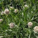 Centaurea uniflora flower picture by Pascale (cc-by-sa)