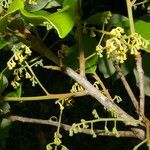 Aniba venezuelana habit picture by Nelson Zamora Villalobos (cc-by-nc)