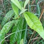 Eriobotrya japonica leaf picture by Habib Bouazza (cc-by-sa)