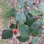 Crataegus succulenta habit picture by Diego Alex (cc-by-sa)