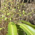 Mangifera indica habit picture by Nelson Zamora Villalobos (cc-by-nc)