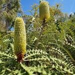 Banksia speciosa flower picture by Julia Wolpertinger (cc-by-sa)