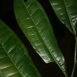 Vantanea parviflora leaf picture by Jean-François Molino (cc-by-sa)