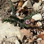 Aethionema saxatile habit picture by nicolas pecqueux (cc-by-sa)