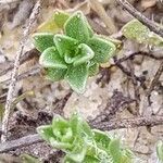 Jasione maritima leaf picture by Jean-Francois Julien (cc-by-sa)