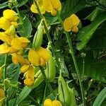 Crotalaria retusa fruit picture by Diana (cc-by-sa)