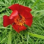 Paeonia tenuifolia flower picture by Olar Ilie (cc-by-sa)