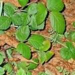 Rubus imbricatus leaf picture by Gülcan Dumanoglu (cc-by-sa)