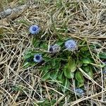 Globularia punctata flower picture by Michael Andresek (cc-by-sa)