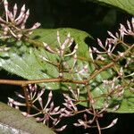 Ardisia auriculata flower picture by Nelson Zamora Villalobos (cc-by-nc)