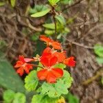 Pelargonium inquinans (l.) l'hér. flower picture by Jann Schippmann (cc-by-sa)