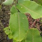 Asclepias amplexicaulis leaf picture by Tom Crites (cc-by-sa)