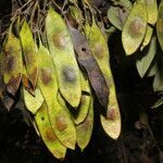 Dalbergia retusa fruit picture by Nelson Zamora Villalobos (cc-by-nc)