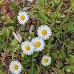 Bellis annua flower picture by Michel AMBROISE (cc-by-sa)