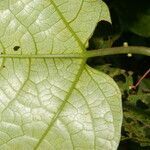 Passiflora lobata leaf picture by Nelson Zamora Villalobos (cc-by-nc)