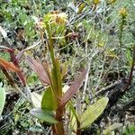 Epidendrum cylindraceum habit picture by Gabriel OLLIVIER (cc-by-sa)