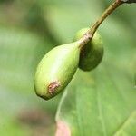 Mussaenda arcuata fruit picture by H. Goëau (cc-by-sa)