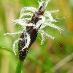 Eleocharis uniglumis flower picture by Pierre LEON (cc-by-sa)