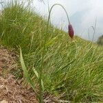 Allium insubricum habit picture by arlas (cc-by-sa)