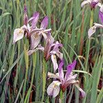 Iris missouriensis flower picture by Martin Bishop (cc-by-sa)