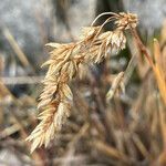 Poa cucullata fruit picture by Fabien Anthelme (cc-by-sa)