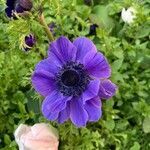 Anemone coronaria flower picture by juan crls jc (cc-by-sa)