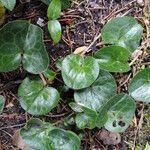 Asarum europaeum habit picture by Sabina Hartmann (cc-by-sa)