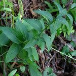 Adenophora liliifolia leaf picture by arlas (cc-by-sa)