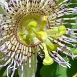 Passiflora elegans flower picture by Trap Hers (cc-by-sa)