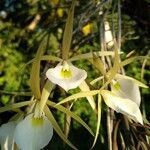 Brassavola perrinii flower picture by Rodrigo Ibáñez (cc-by-sa)