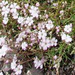 Gypsophila repens flower picture by Alain Lagrave (cc-by-sa)