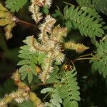 Mimosa tricephala fruit picture by Nelson Zamora Villalobos (cc-by-nc)