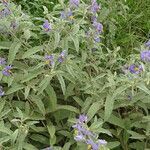 Solanum elaeagnifolium habit picture by Maarten Vanhove (cc-by-sa)