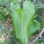 Aristolochia sempervirens leaf picture by Annette Bejany (cc-by-sa)