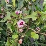 Ipomoea grandifolia (dammer) o'donell flower picture by Trap Hers (cc-by-sa)