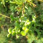 Prosopis torquata fruit picture by Trap Hers (cc-by-sa)