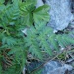 Chaerophyllum villarsii habit picture by Yoan MARTIN (cc-by-sa)