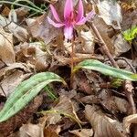 Erythronium dens-canis leaf picture by Jani Zadrgal (cc-by-sa)