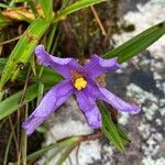 Vellozia squamata flower picture by Senger Mario (cc-by-sa)