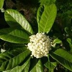 Pittosporum cherrieri flower picture by François DUFOURMANTELLE (cc-by-sa)