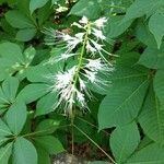 Aesculus parviflora flower picture by Craig Schneider (cc-by-sa)