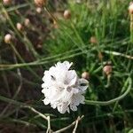 Armeria pubinervis flower picture by Angy de Castro (cc-by-sa)