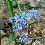 Scilla bifolia flower picture by Maury Vigna Lobbia (cc-by-sa)