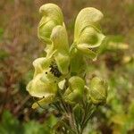 Aconitum anthora fruit picture by Yoan MARTIN (cc-by-sa)