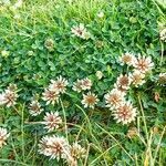 Trifolium occidentale habit picture by Pierre LEON (cc-by-sa)