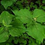 Trillium ovatum leaf picture by E.R. Burk (cc-by-sa)