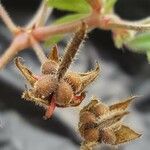 Geranium dissectum fruit picture by Systa Baade (cc-by-sa)